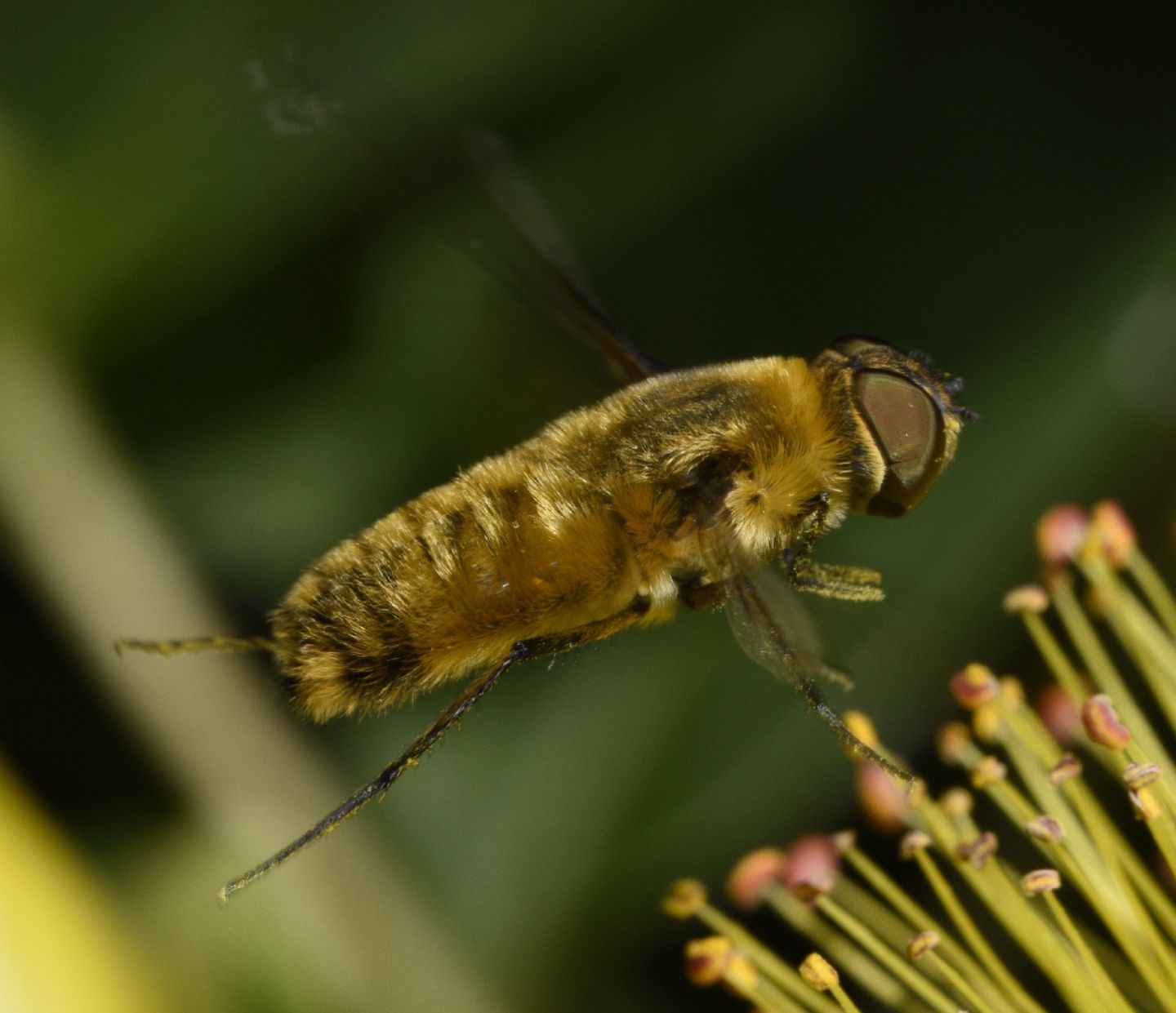 Bombyliidae: Villa sp.